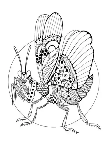 创意矢量螳螂线条填色动物插图