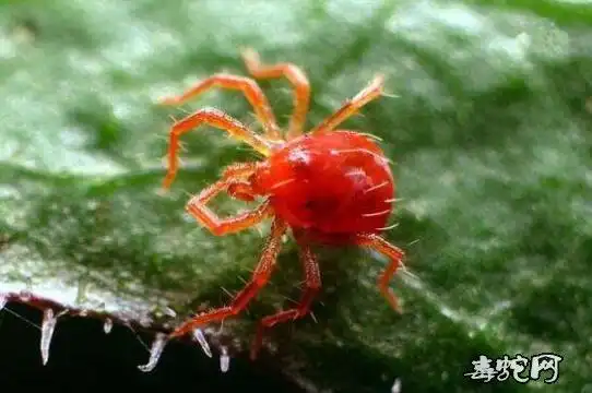 红色小蜘蛛特别小的红色的小蜘蛛是什么有毒吗