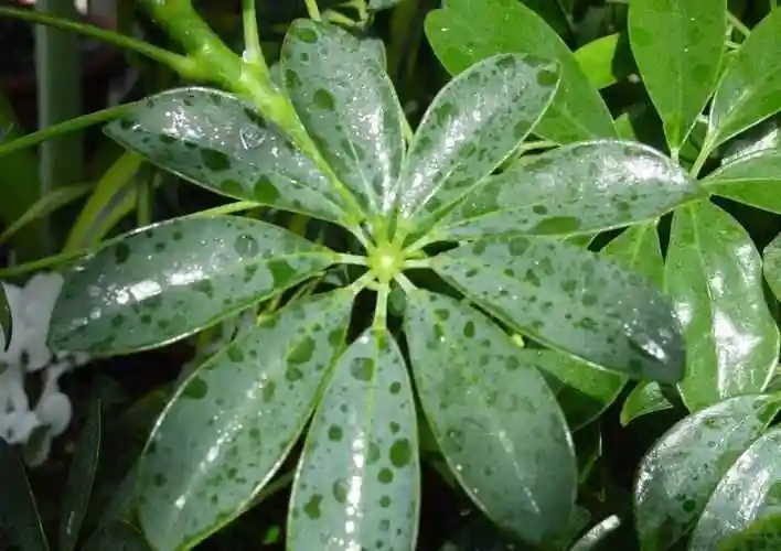 鸭脚木叶鸭脚木图片
