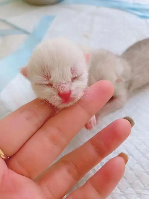 第二只小猫仔诞生啦…… 出生当天小只小猫咪出世就找奶喝,吃奶的小