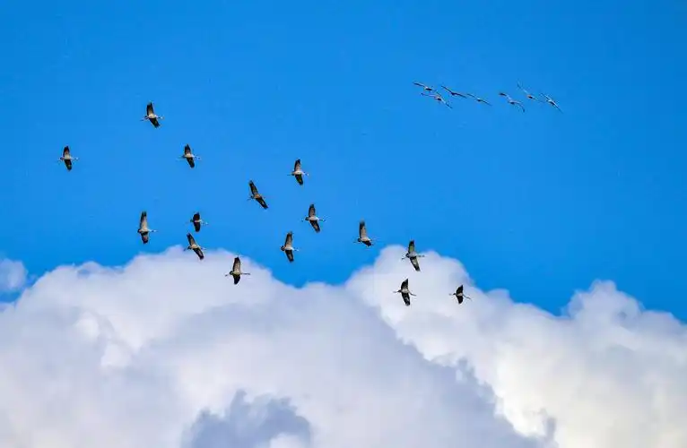 华羽论坛首页精品展示(2018.10.13)