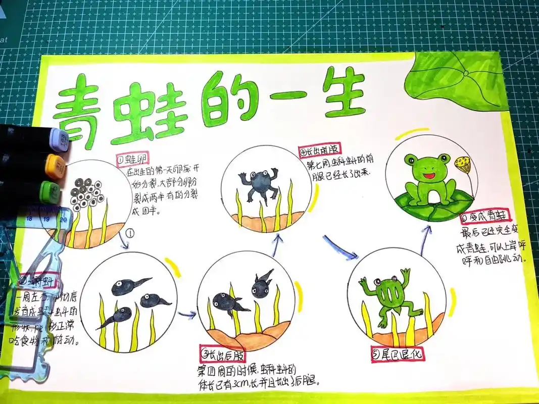 【手抄报】青蛙成长记录.