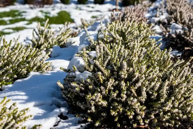 挪威国花—帚石楠(22图)