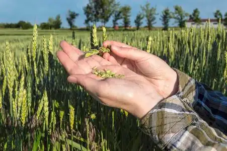 女手中的青稞田,农夫检查植物,农业照片