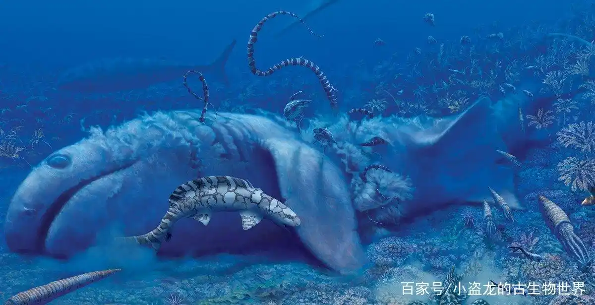 古生物学家发现9米长的石炭纪巨鲨!