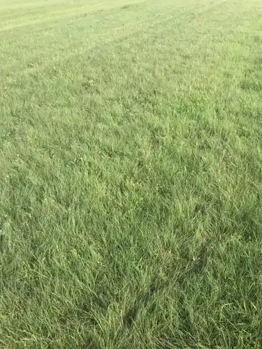 农业专题 农作物种子,种苗 正文        野牛草坪建植快:野牛草土壤
