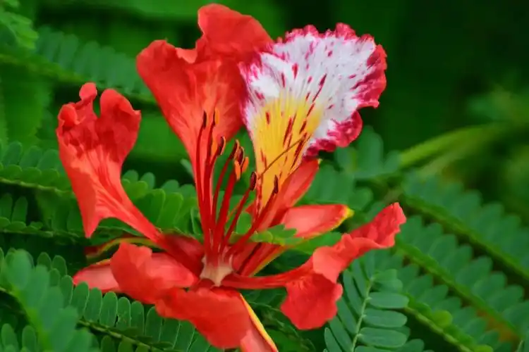 深红莲子艳,细锦凤凰花.