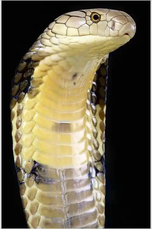 青玉人首蛇身图片-青玉人首蛇身素材下载-众图网