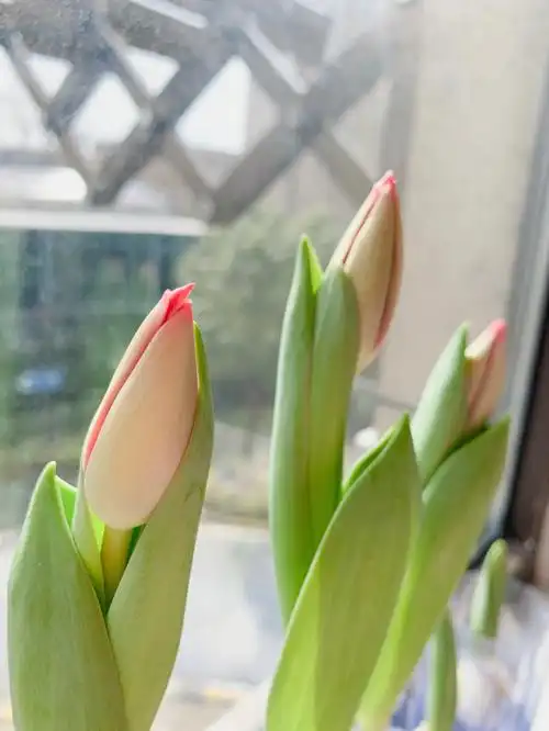 水培郁金香花苞啊终于等到你