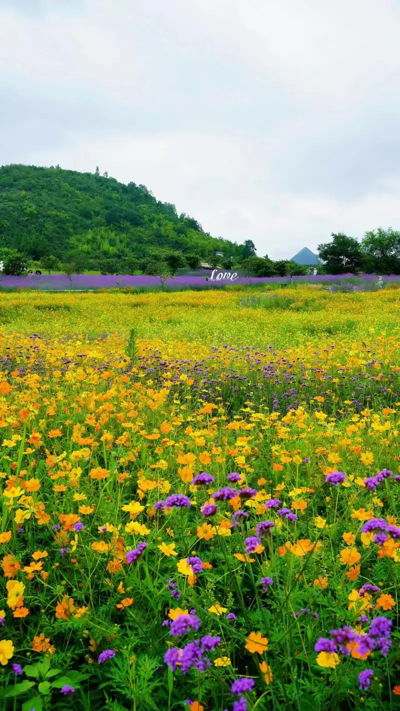 通知通知,南明区永乐花海的花盛开啦,目前免费开放