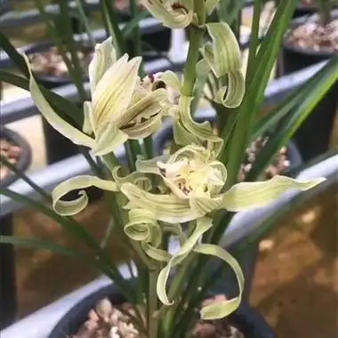 莲瓣兰锦绣山河(3苗)树型奇花! - 中国兰花交易网