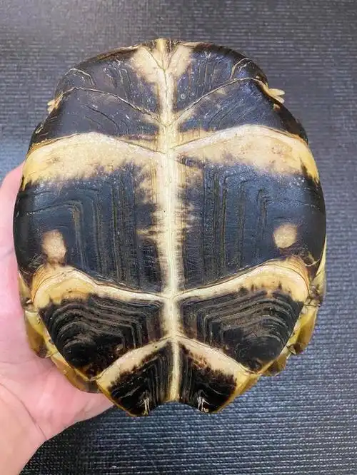 在中国不可以随便养殖四爪陆龟,因为国内为一级保护龟类,你没有合法的