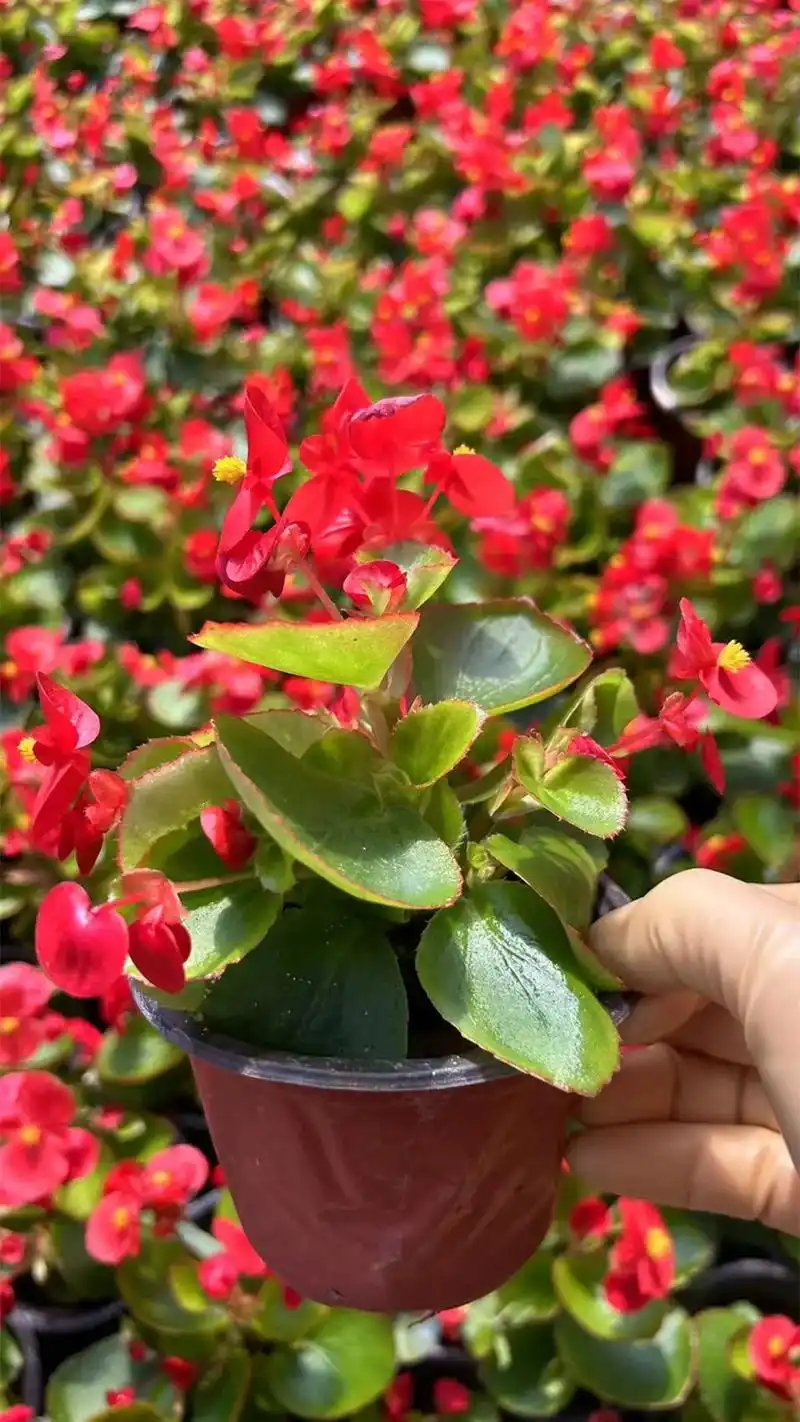 四季海棠小杯 #四季海棠花苗 #四季海棠批发 #四季海棠价格 #四季