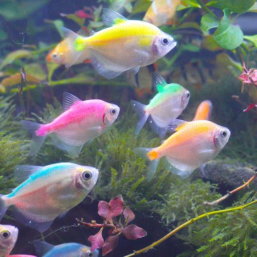 工匠头热带鱼彩群鱼观赏鱼五彩鱼淡水鱼小型鱼好养耐活草缸中型彩群鱼