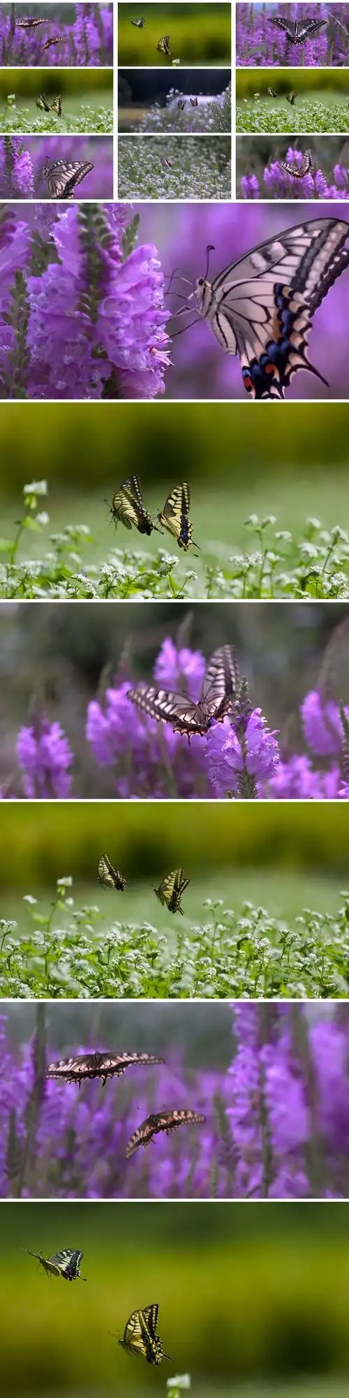 蝴蝶升格实拍蝴蝶飞舞慢镜头两只蝴蝶_1920x1080_高清视频素材下载