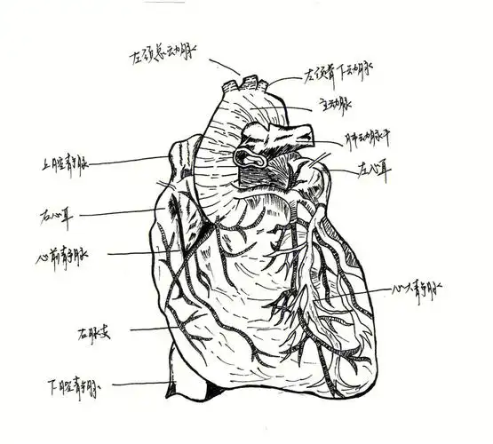 医学生解剖图大赛