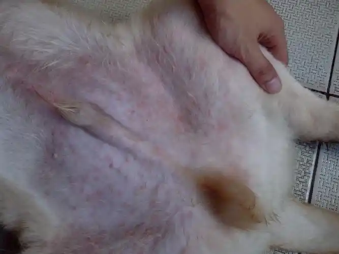 狗狗好像过敏了,肚子上有黄色小泡泡,有没有专家帮解释一下这种情况