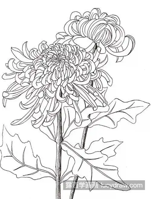 菊花画法简笔画手绘