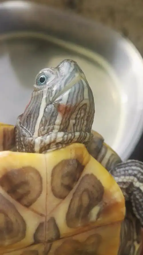 小乌龟脖子处有橙色点是什么情况?急?有图片