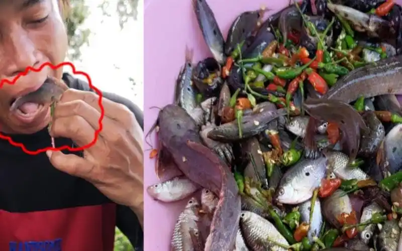 东南亚美食生吃活鱼72寄生虫警告72危险行为请勿模仿