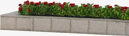 关键词 : 自然,花草,绿化,园艺,条形花坛