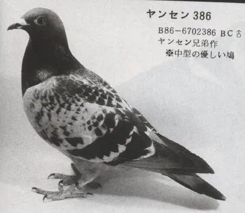 世界上速度最快的鸽系詹森系