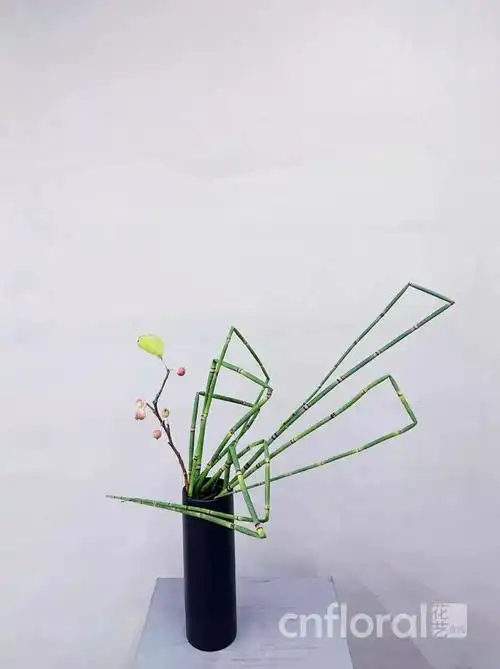 木贼是什么贼专偷爱花人的心