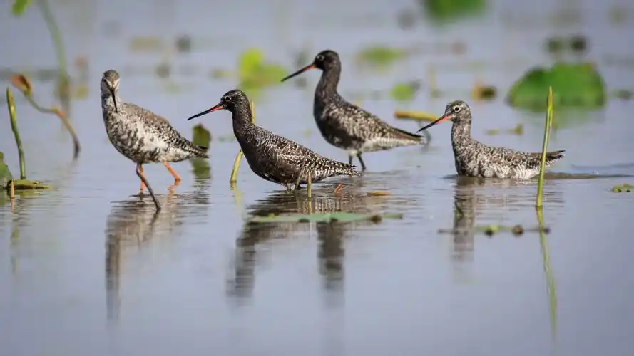 鸟语湘潭:水鸟观察之鹬类篇