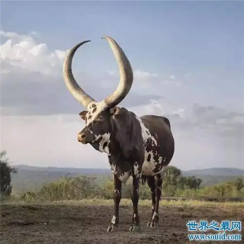 世界上角最长的牛,两只牛角总长度接近3米!