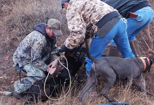 0 b2 m6 w$ {/ y# w: w( w 猎手上来,拿绳子把野猪牢牢地捆住了. i