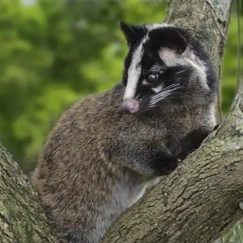 阿蓬江国家湿地公园的野生动物,作为一个山里人,你认识几种?