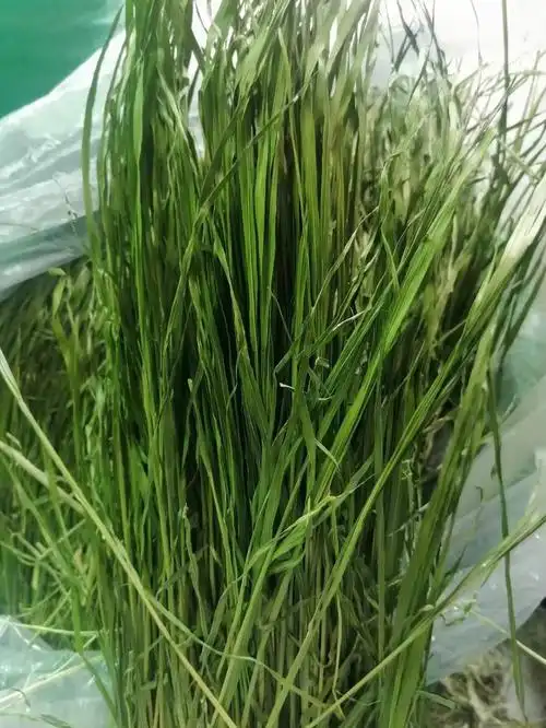 2022头茬新草烘干绿燕麦草