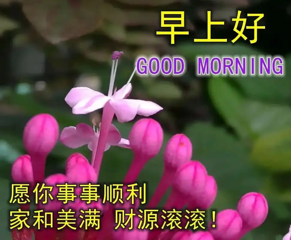 特漂亮的早上好问候图片 微信清晨问候大家的早安祝福语