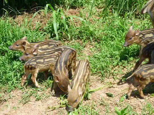 叶县一只二代野猪苗价格多少钱欢迎实地考察