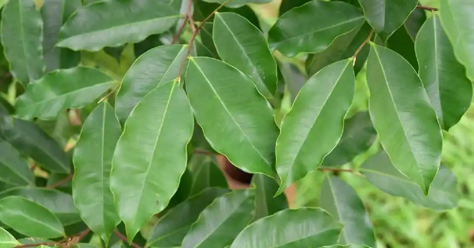 huang)是瑞香科沉香属植物,小乔木,高约3-8米,小枝暗褐色,疏被短柔毛