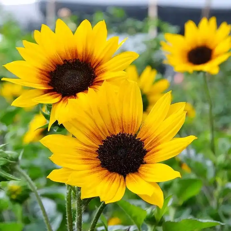 盛极一时的超级向日葵,为何花友们都不买账了?因为真相太残酷