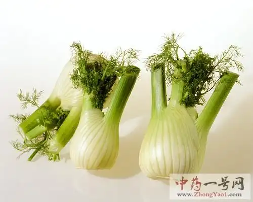 茴香根_功效与作用_茴香根的食用方法与禁忌-中药一号网