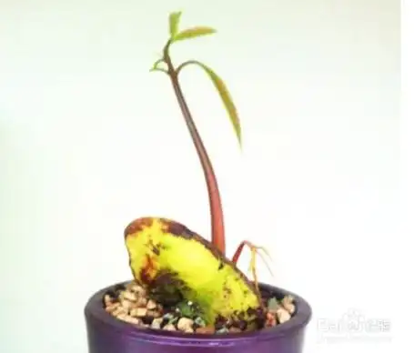 芒果种子小盆栽
