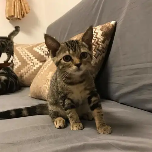 【广州】美短棕虎斑领养