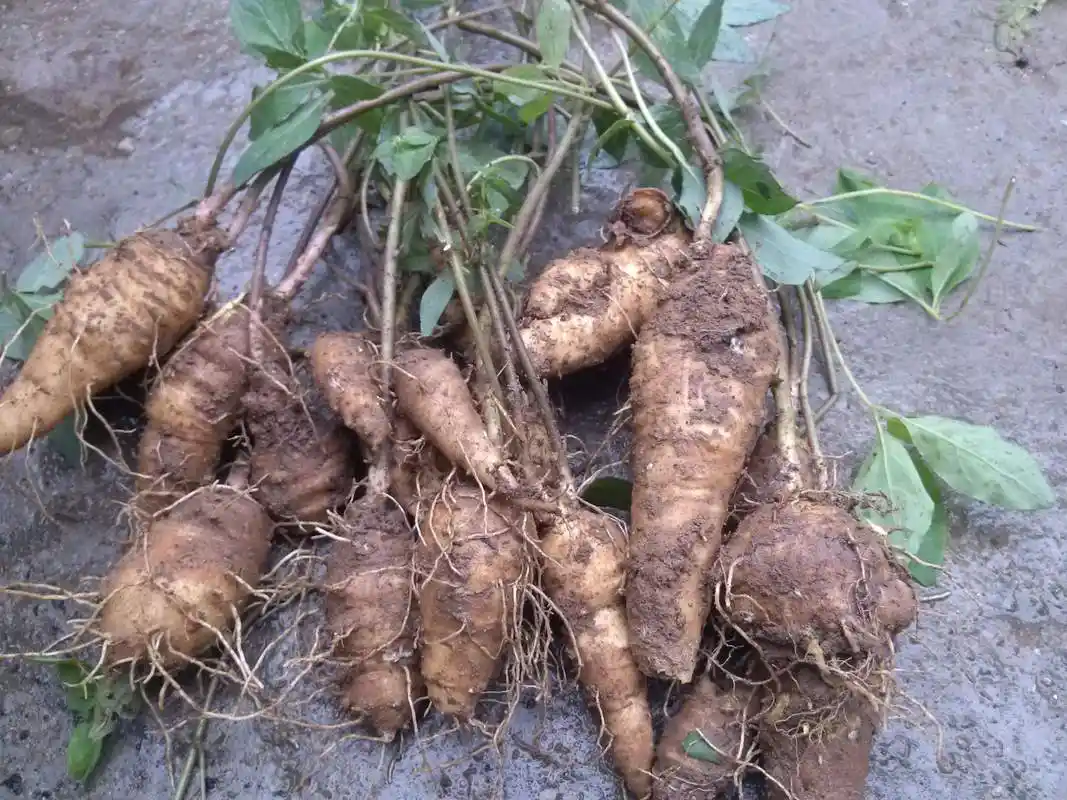农村野外常见的山萝卜现在一斤卖到几十块看到别错过
