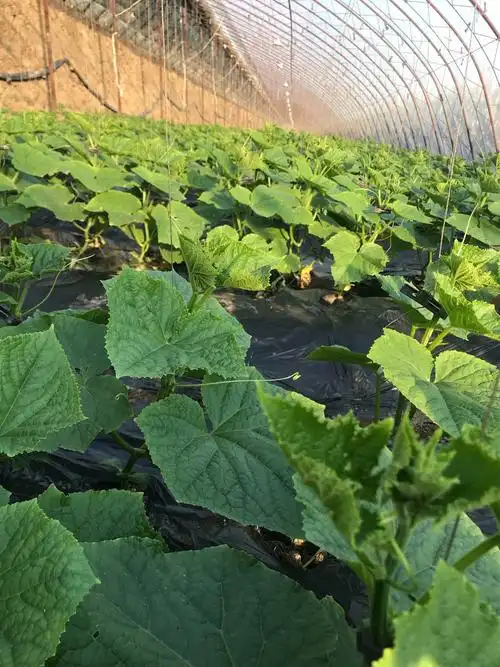 碳酶素 细胞分裂素 黄瓜苗上表现