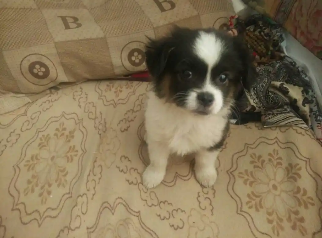 小蝴蝶犬,大约44公分,耳朵原来是立着的,领它出去了几天,在车上耳朵就