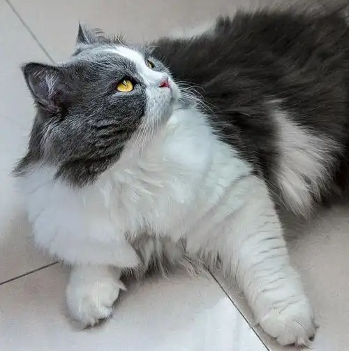 【龙岗】蓝白长毛高地弟弟找女朋友