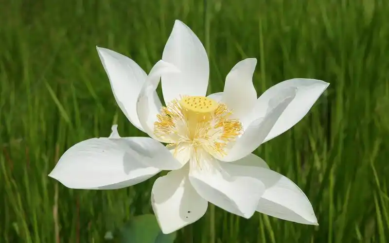 清新白莲花开,高清壁纸图片,鲜花背景-回车桌面