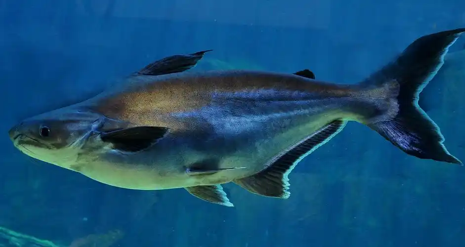 p>湄公河巨型鲶鱼(学名: i>pangasianodon gigas /i>)是𩷶科