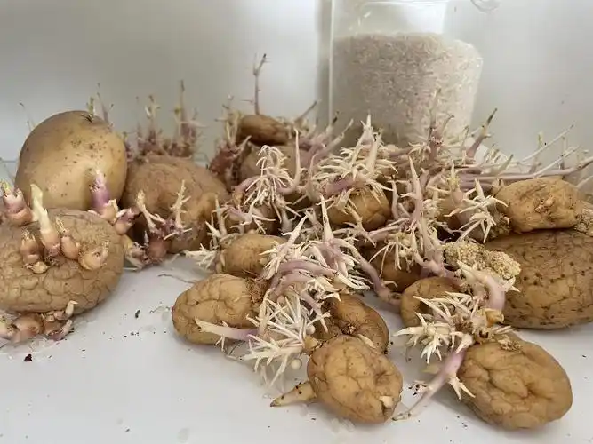 慎入|发芽盆栽土豆