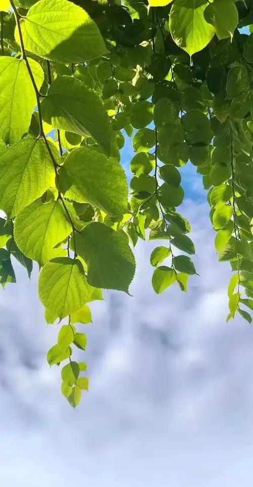 植物花卉高清壁纸:护眼,唯美小清新,挺养眼的