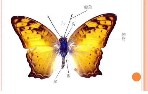 九幼大班级部"线上推送8"一一周一美术《折蝴蝶》