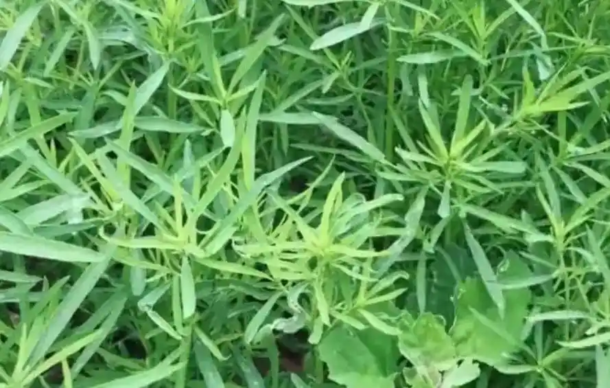 扫帚苗:又名孔雀松,地麦等,是一种非常实用的野菜.在春天里