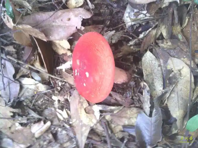 山河星天然纯野生真红菇红椎菌野红蘑菇食用菌山珍野味三明闽西北